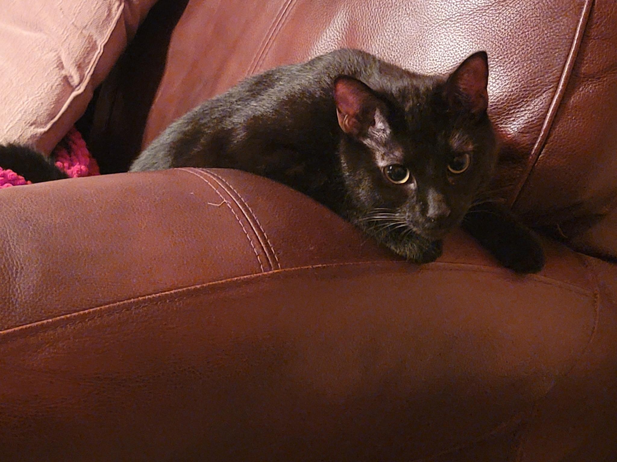 Enlarge Nightshade, a Adoptable Domestic Short Hair in Lemont, IL image 4/6
