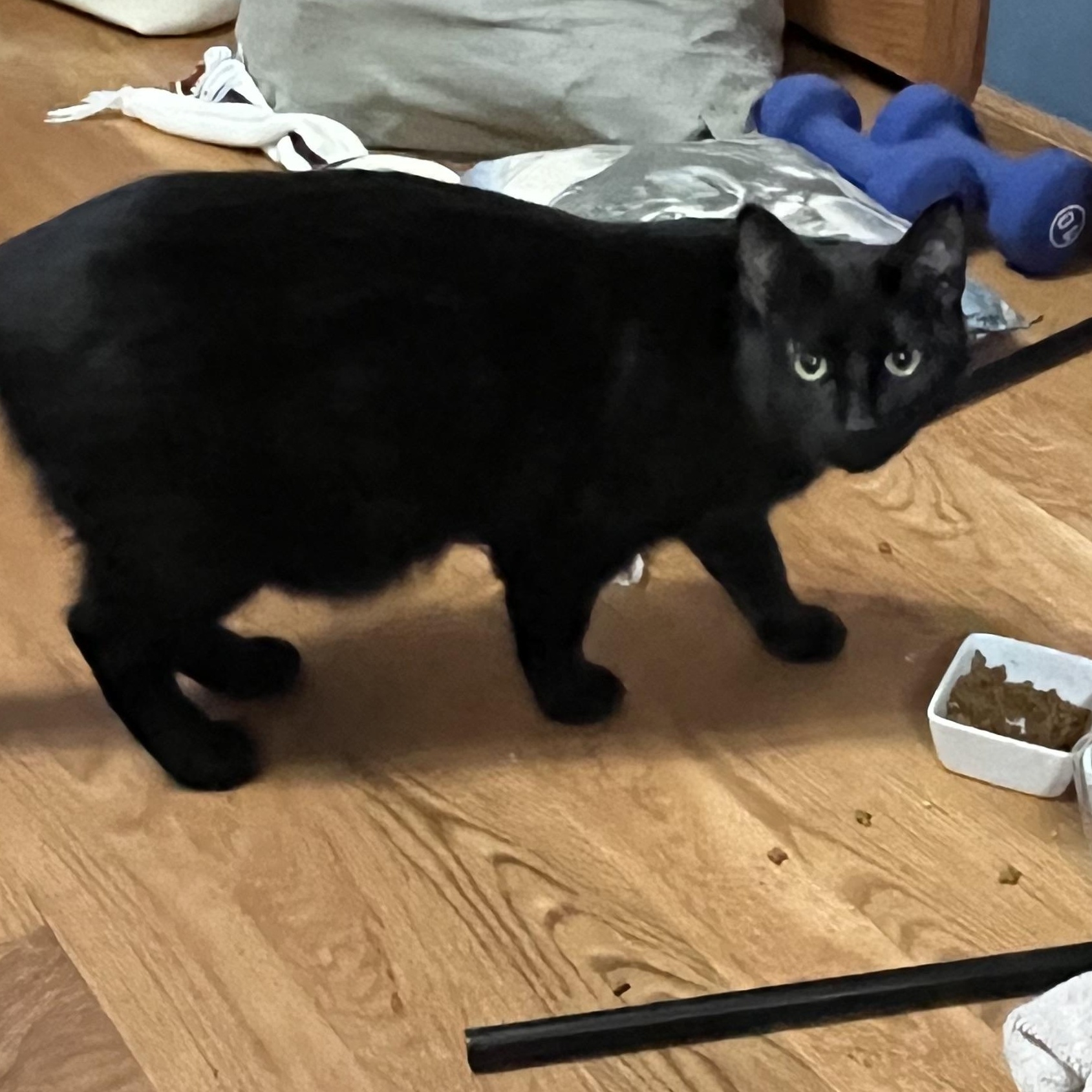 Nightshade, a Adoptable Domestic Short Hair in Lemont, IL image 2/5