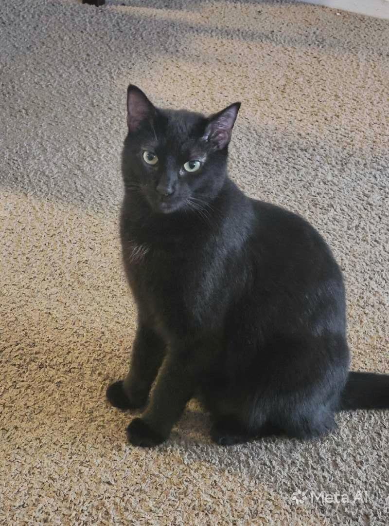 Enlarge Nightshade, a Adoptable Domestic Short Hair in Lemont, IL image 5/6