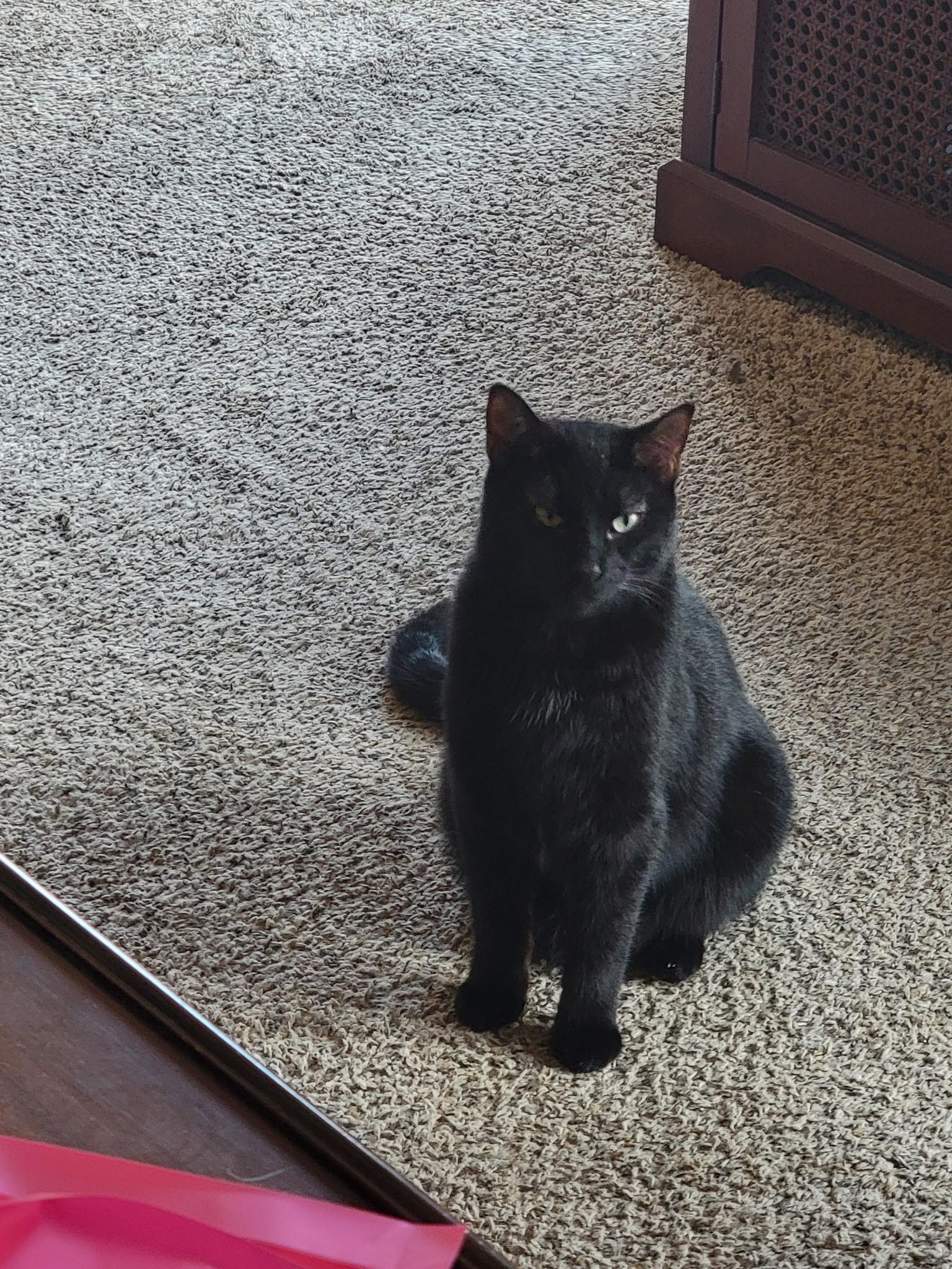 Enlarge Nightshade, a Adoptable Domestic Short Hair in Lemont, IL image 6/6
