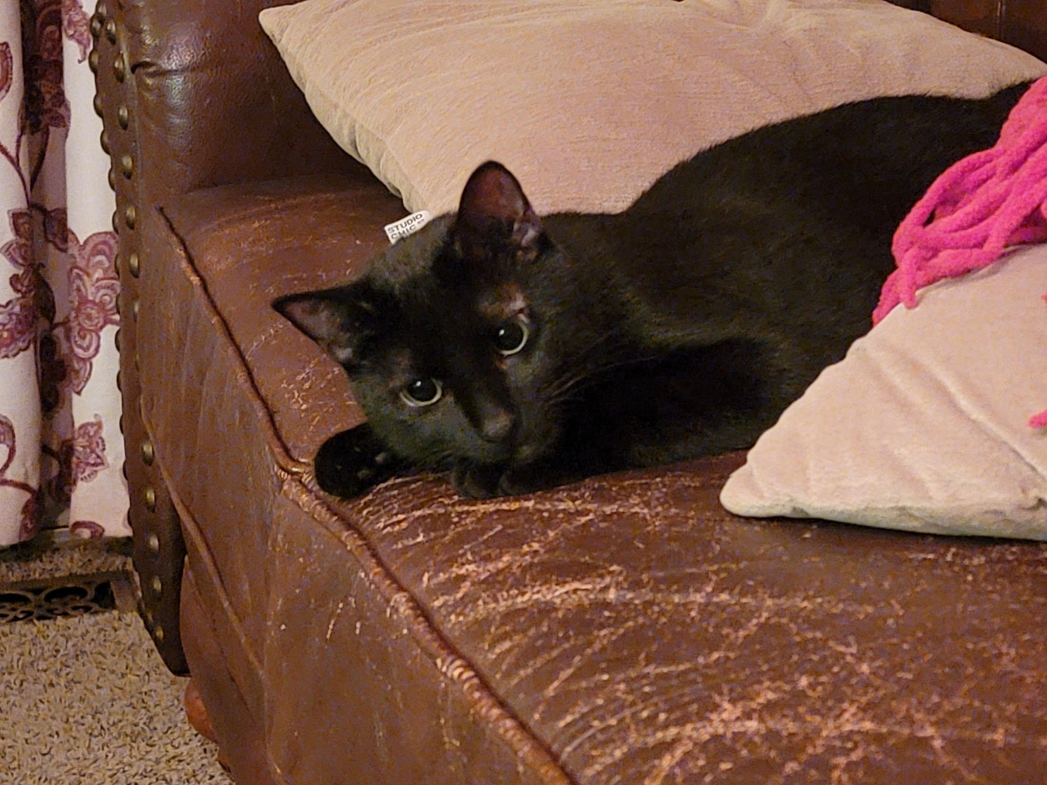 Enlarge Nightshade, a Adoptable Domestic Short Hair in Lemont, IL image 3/6