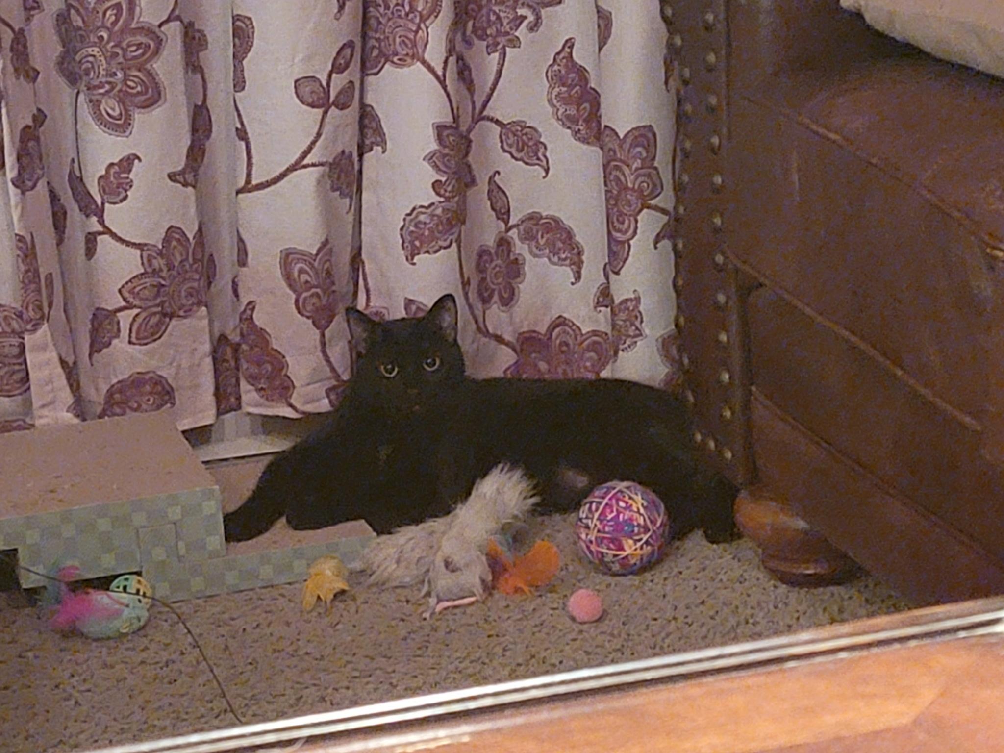 Enlarge Nightshade, a Adoptable Domestic Short Hair in Lemont, IL image 2/6