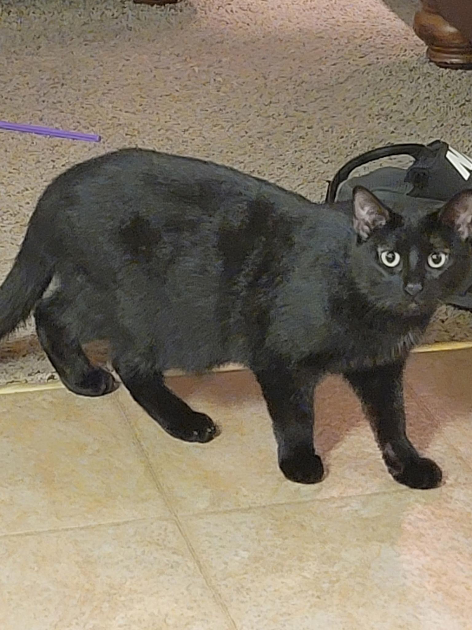 Enlarge Nightshade, a Adoptable Domestic Short Hair in Lemont, IL image 5/6