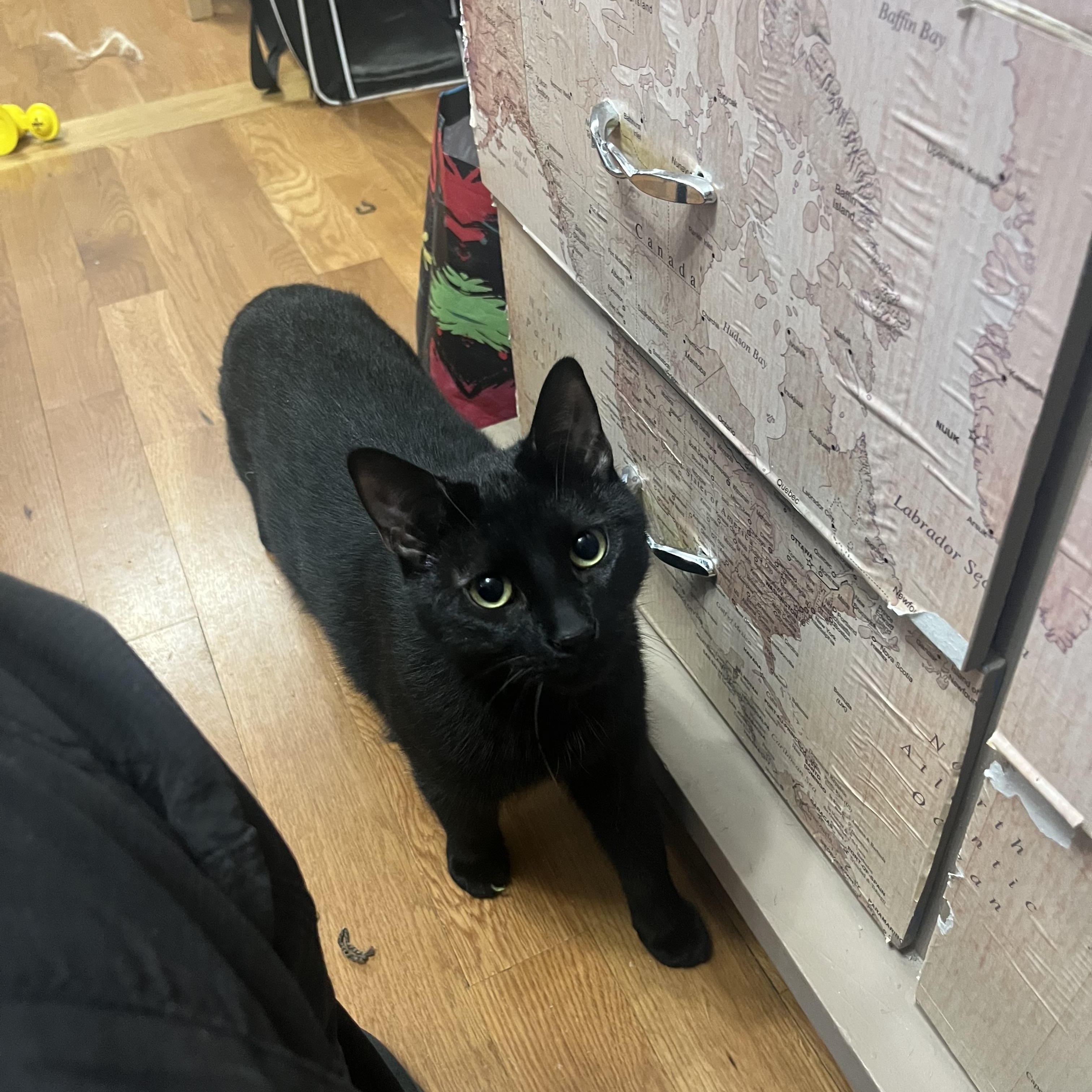 Nightshade, Adoptable, Kitten Male Domestic Short Hair.