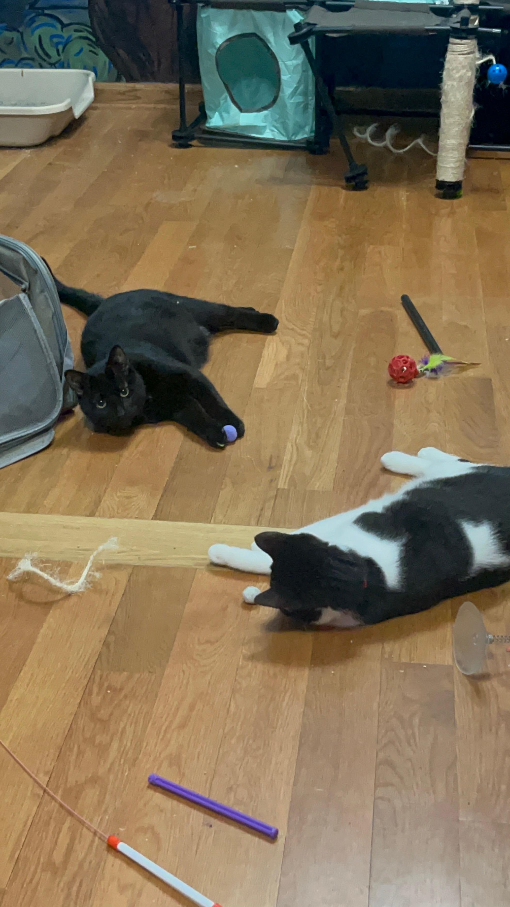 Nightshade, a Adoptable Domestic Short Hair in Lemont, IL image 3/5