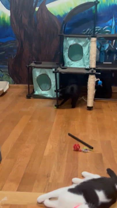 Enlarge Nightshade, a Adoptable Domestic Short Hair in Lemont, IL video 5/5