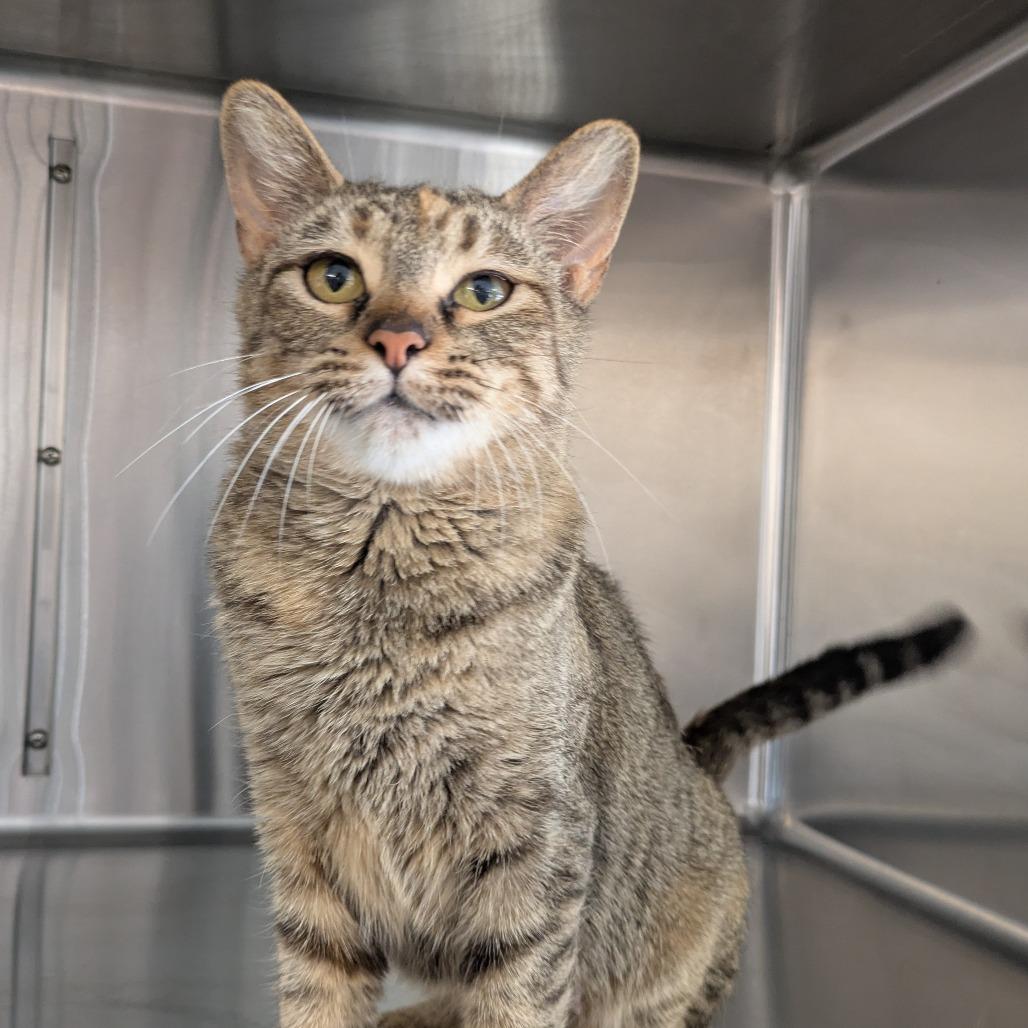 Enlarge Sofa, a Adoptable Domestic Short Hair in Manhattan, KS image 1/3