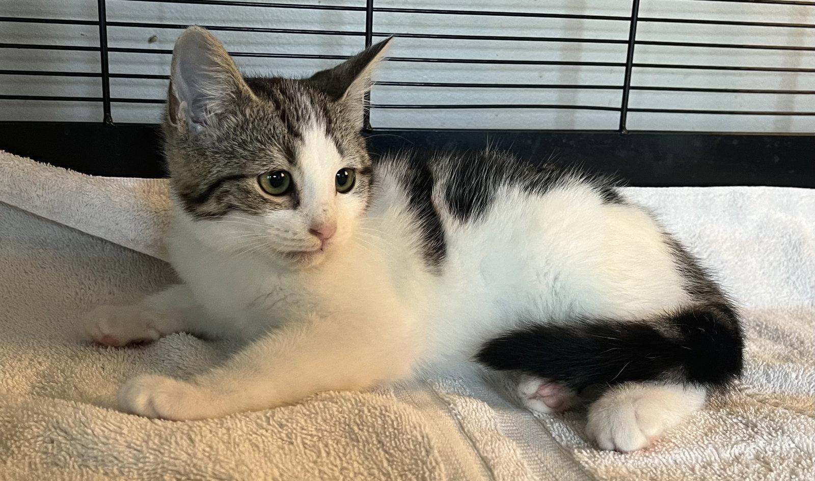 Flutter, Adoptable, Kitten Female Domestic Short Hair.