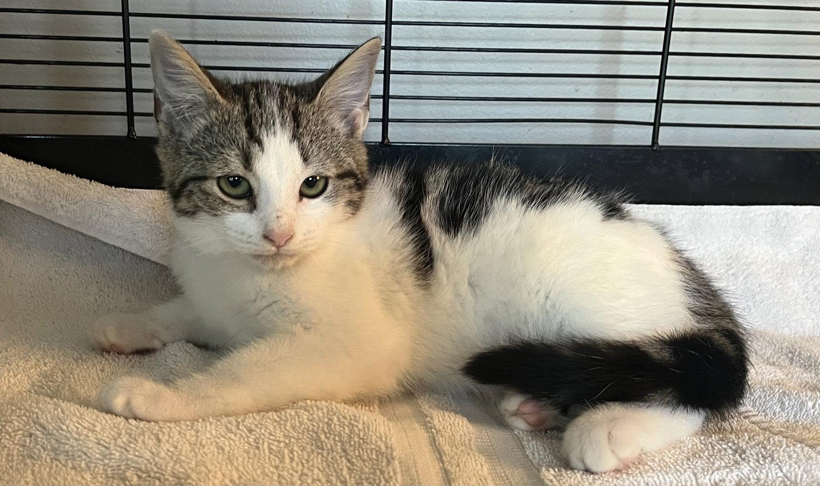 Enlarge Flutter, a Adoptable Domestic Short Hair in Lexington, SC image 2/3