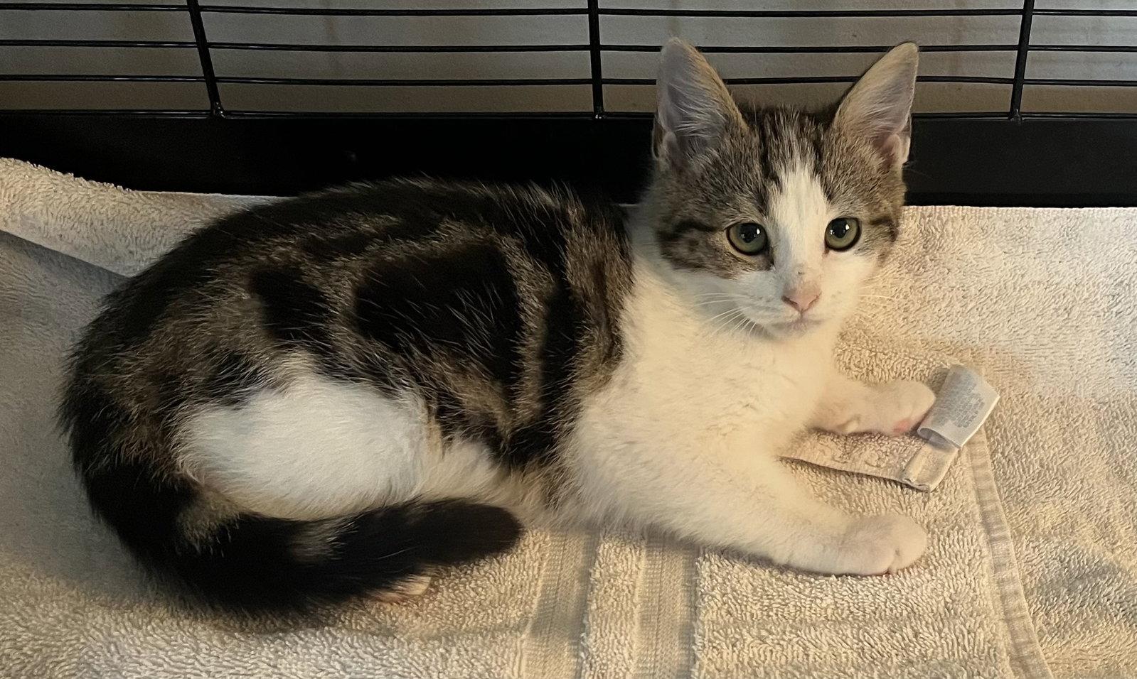 Enlarge Flutter, a Adoptable Domestic Short Hair in Lexington, SC image 3/3
