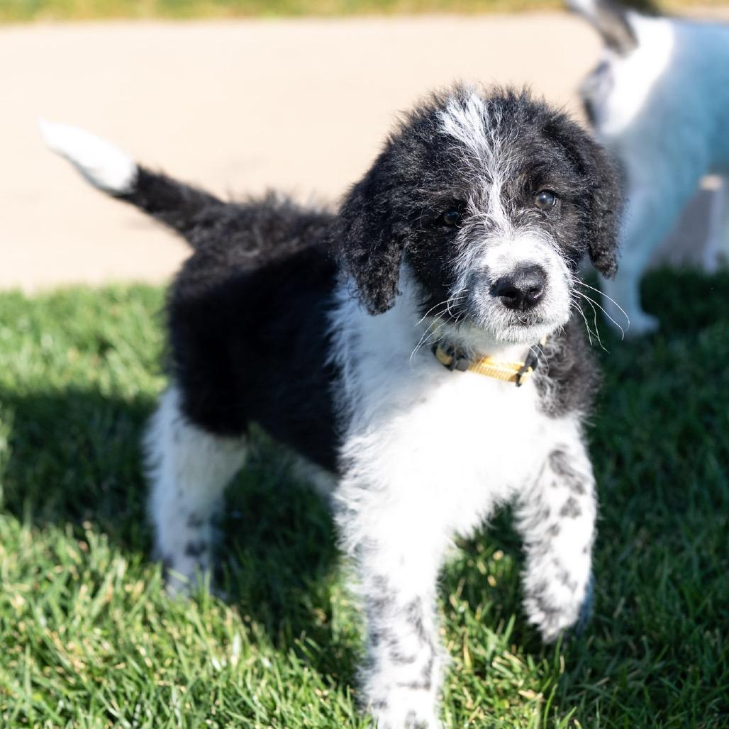 Lotto (Yellow Collar), Adoptable, Puppy Female Poodle & Mixed Breed.