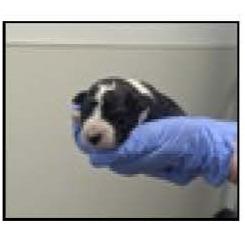 Lotto (Yellow Collar), a Adoptable mixed breed in Escondido, CA image 2/6