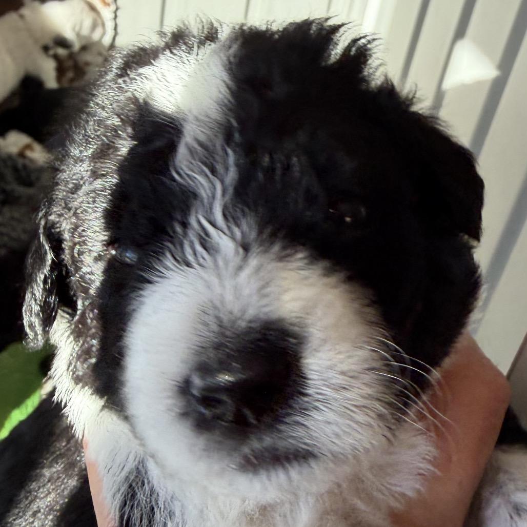 Lotto (Yellow Collar), a Adoptable mixed breed in Escondido, CA image 3/6