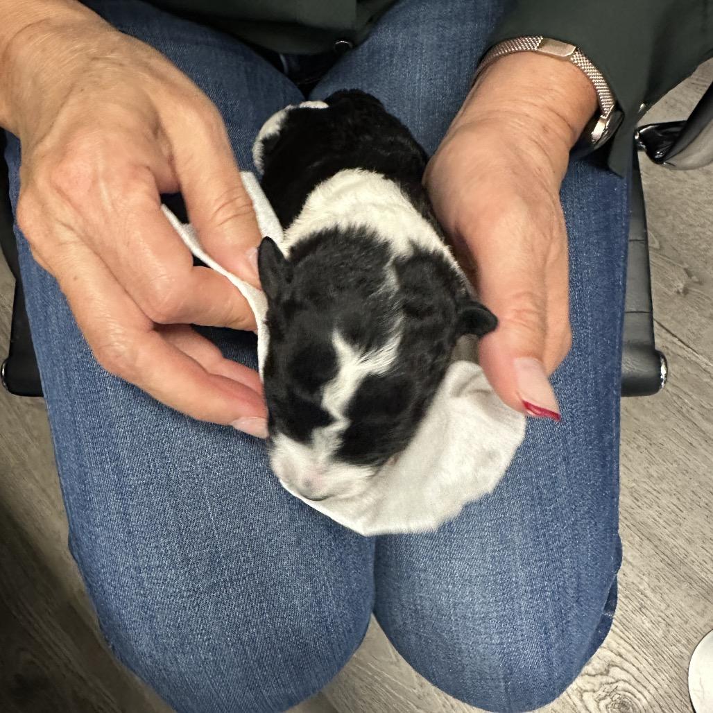 Lotto (Yellow Collar), a Adoptable mixed breed in Escondido, CA image 4/6