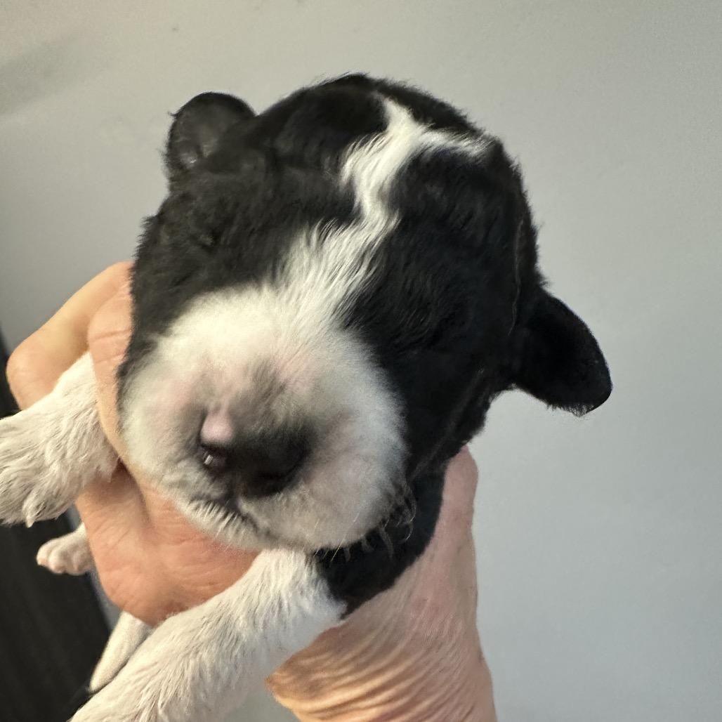Lotto (Yellow Collar), a Adoptable mixed breed in Escondido, CA image 6/6