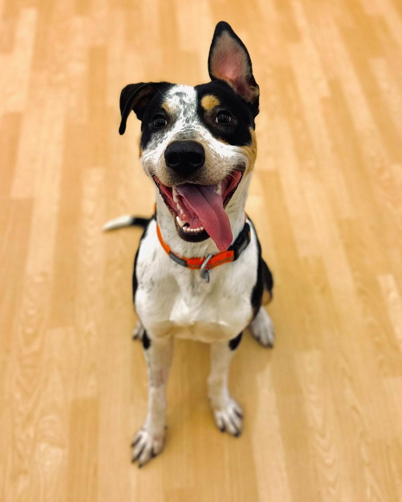 Enlarge Thor, a ADOPTABLE mixed breed in Fremont, MI image 4/4