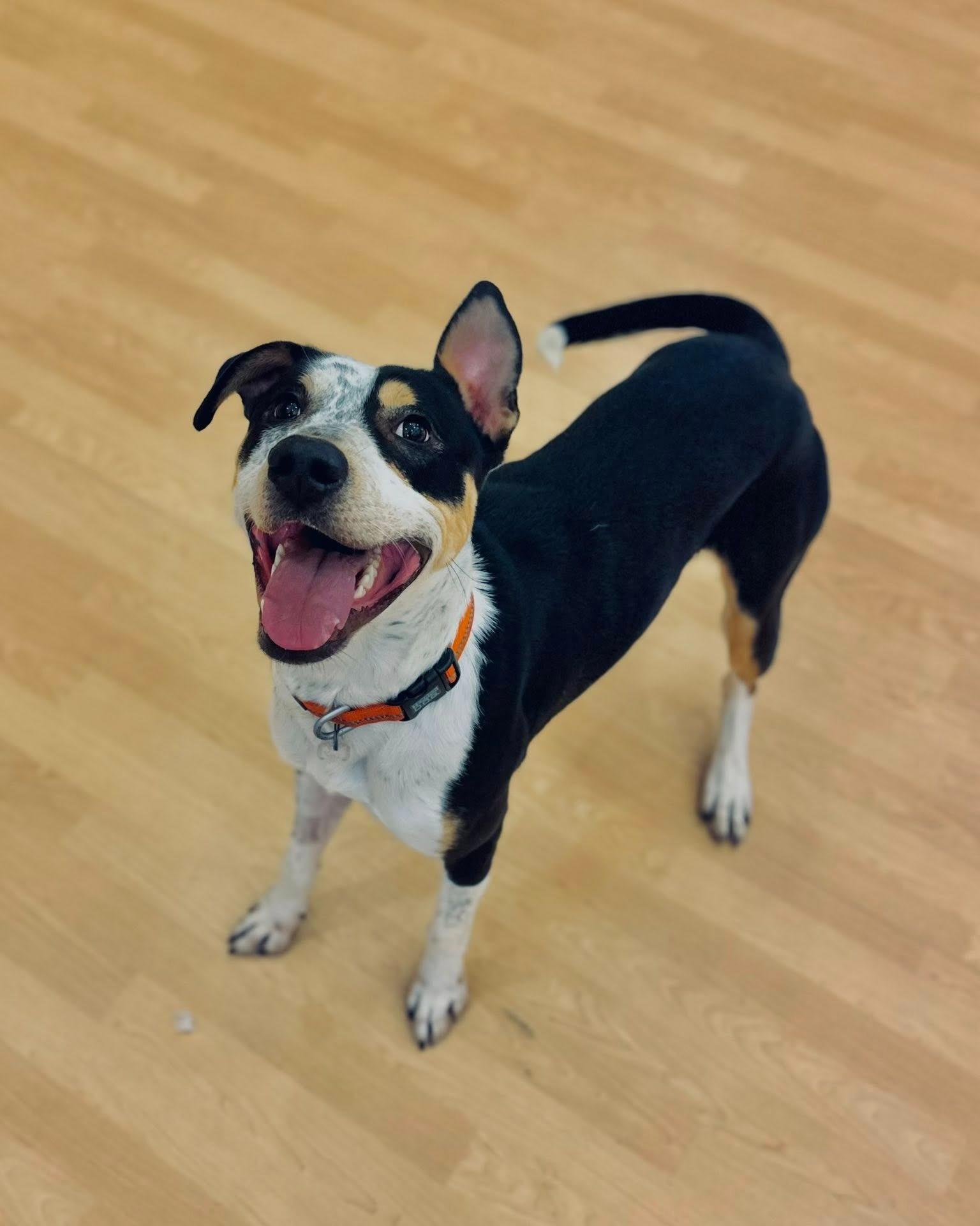 Enlarge Thor, a ADOPTABLE mixed breed in Fremont, MI image 2/4