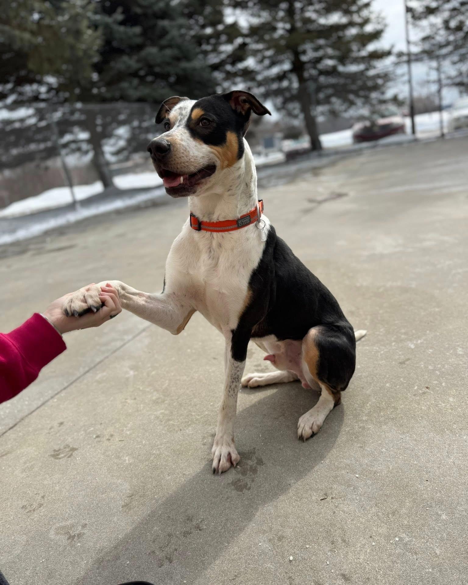 Enlarge Thor, a ADOPTABLE mixed breed in Fremont, MI image 3/4