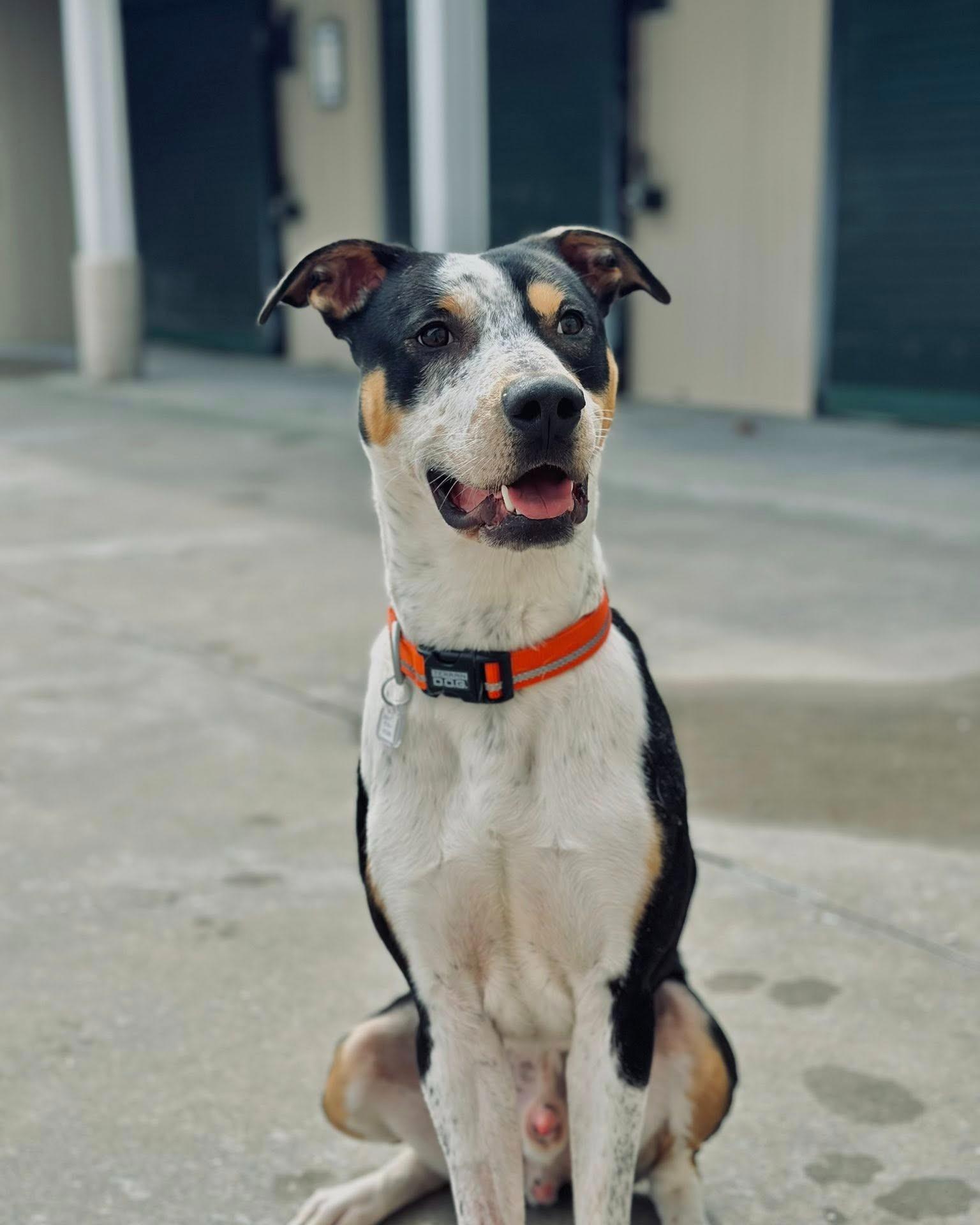 Thor, ADOPTABLE, Adult Male Hound.