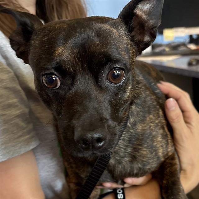 MULLIGAN, Adoptable, Adult Male Chihuahua & Mixed Breed.