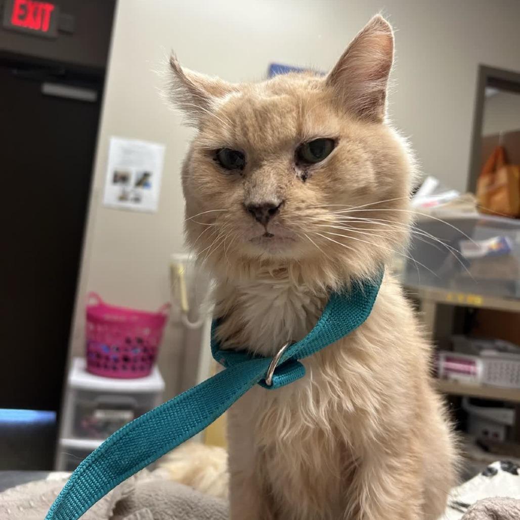 Enlarge Paolo, a Adoptable Domestic Long Hair in Norfolk, NE image 1/2