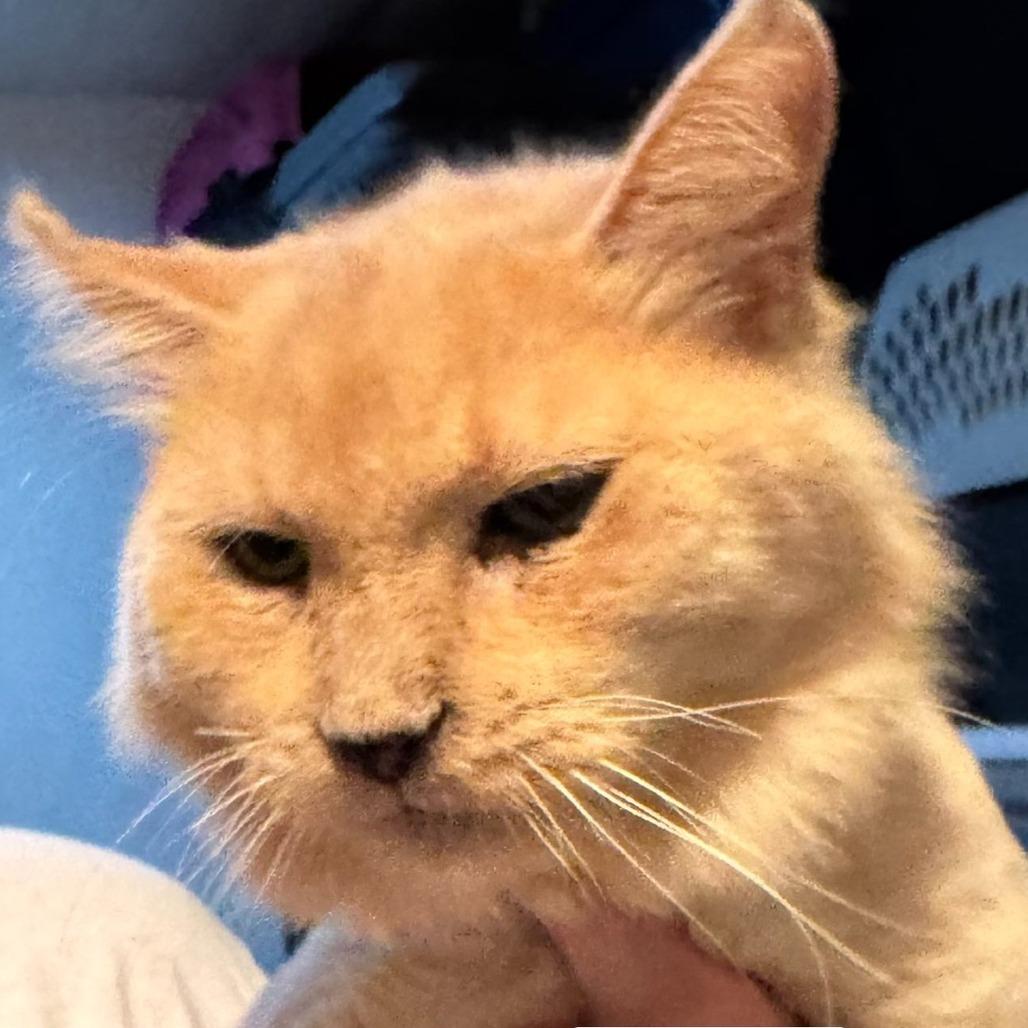 Enlarge Paolo, a Adoptable Domestic Long Hair in Norfolk, NE image 2/2