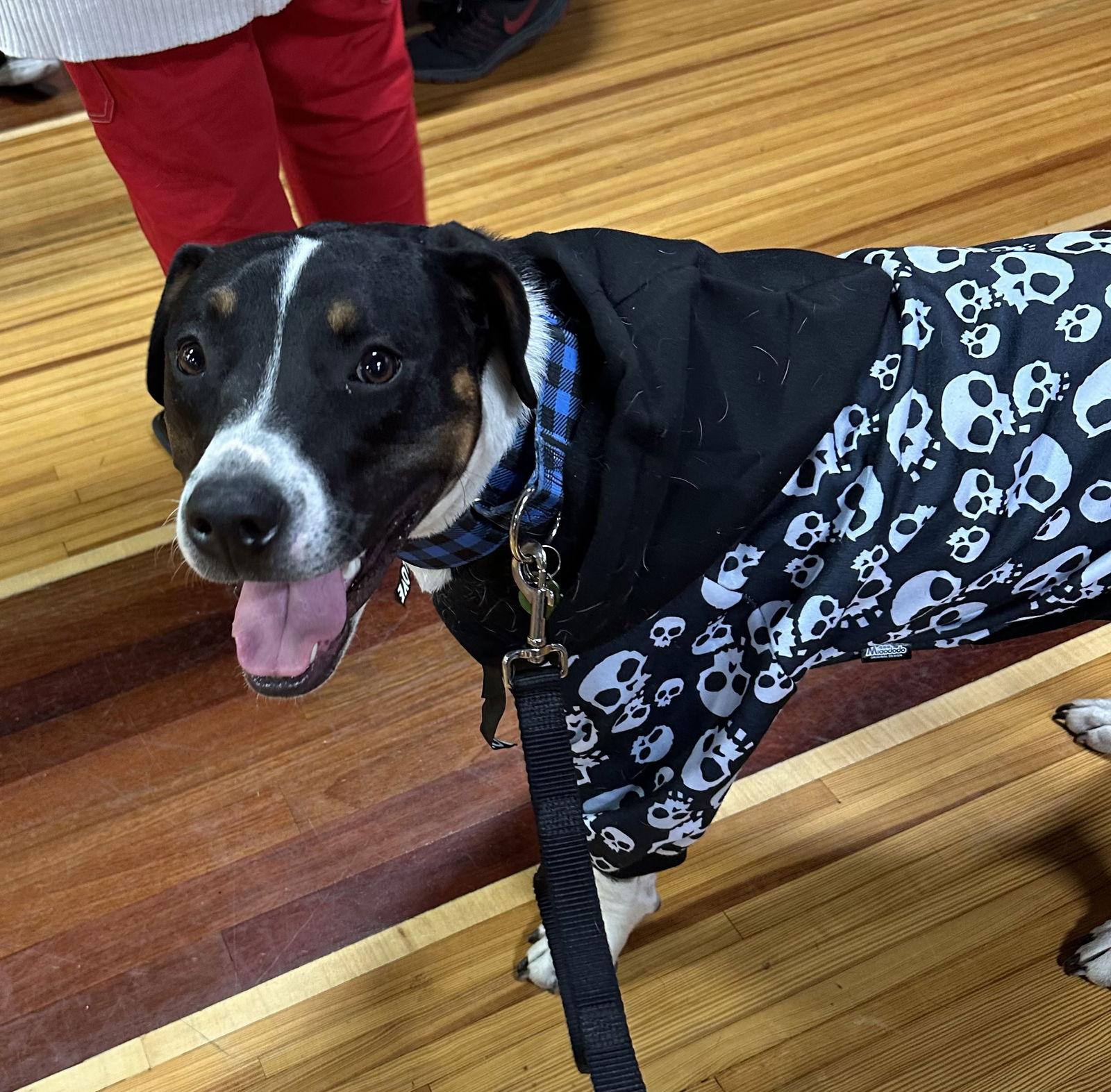 Sunny, Adoptable, Young Male American Bulldog & Pit Bull Terrier.