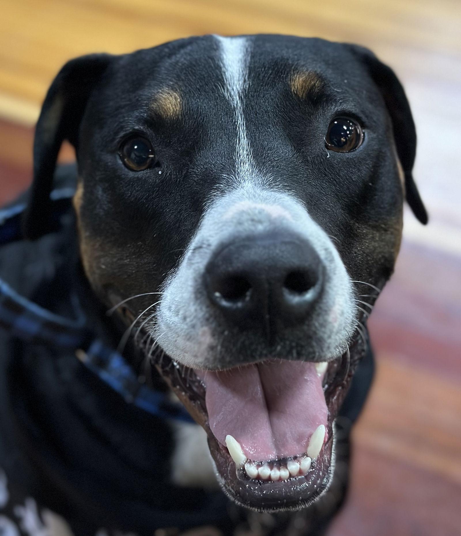 Sunny, a Adoptable mixed breed in Tonawanda, NY image 2/3