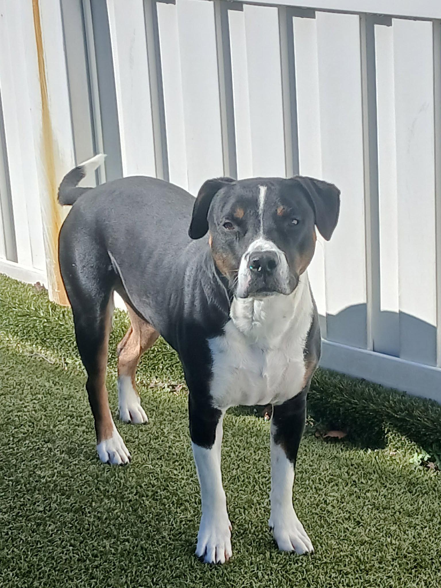 Enlarge Sunny, a Adoptable mixed breed in Tonawanda, NY image 1/3