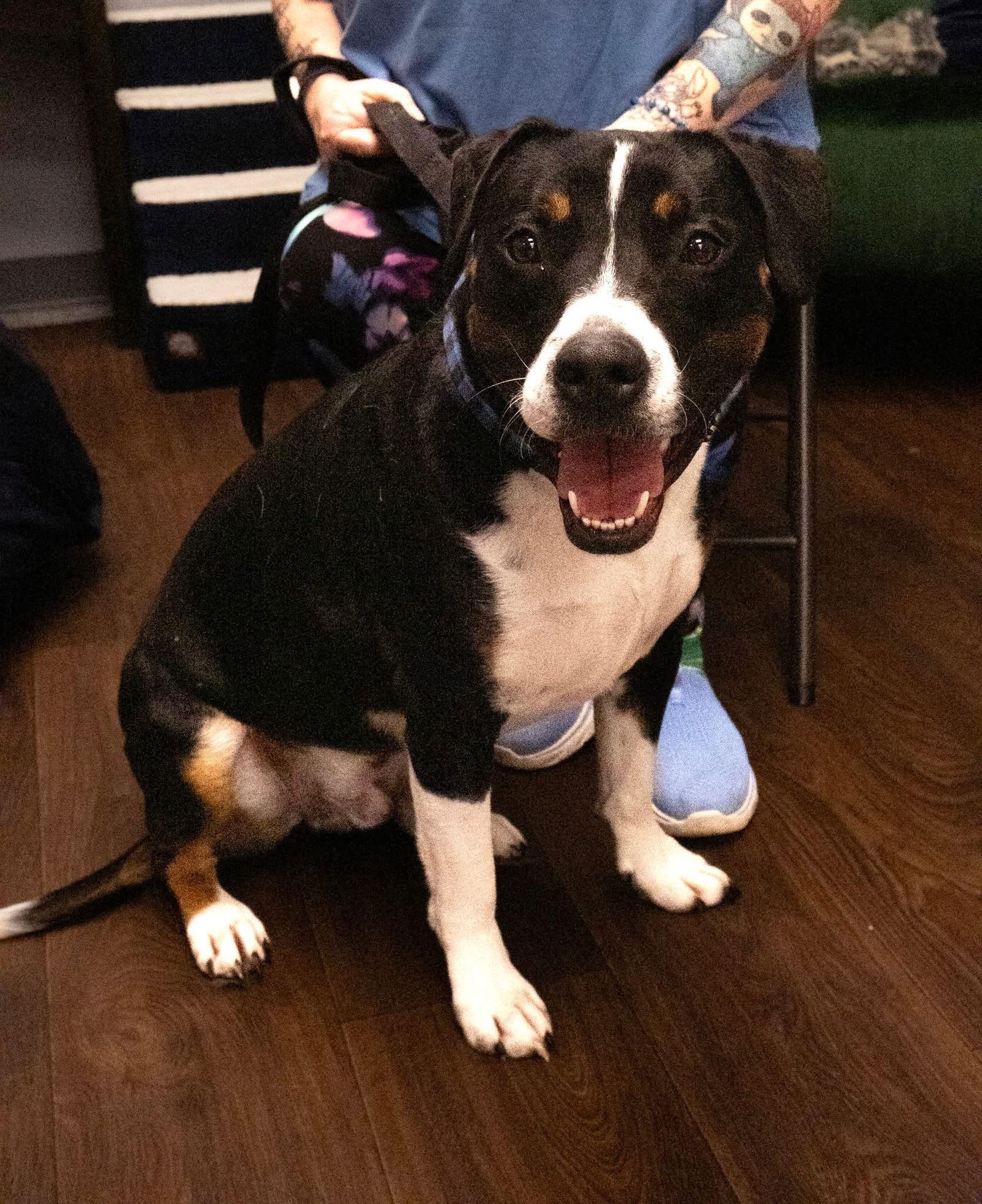 Enlarge Sunny, a Adoptable mixed breed in Tonawanda, NY image 3/3