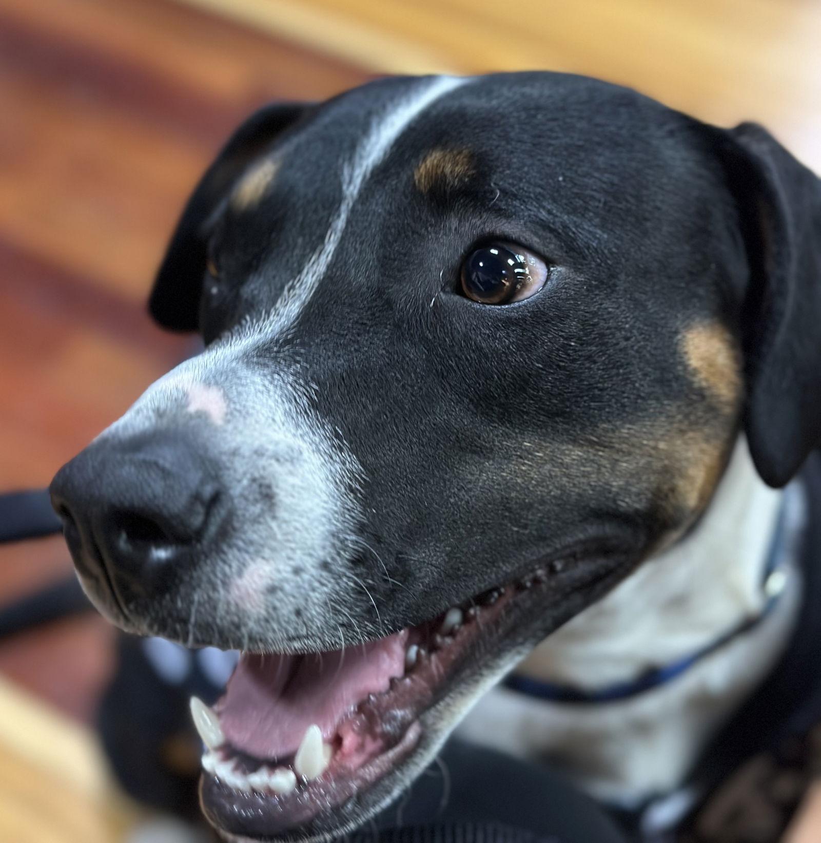 Sunny, a Adoptable mixed breed in Tonawanda, NY image 3/3