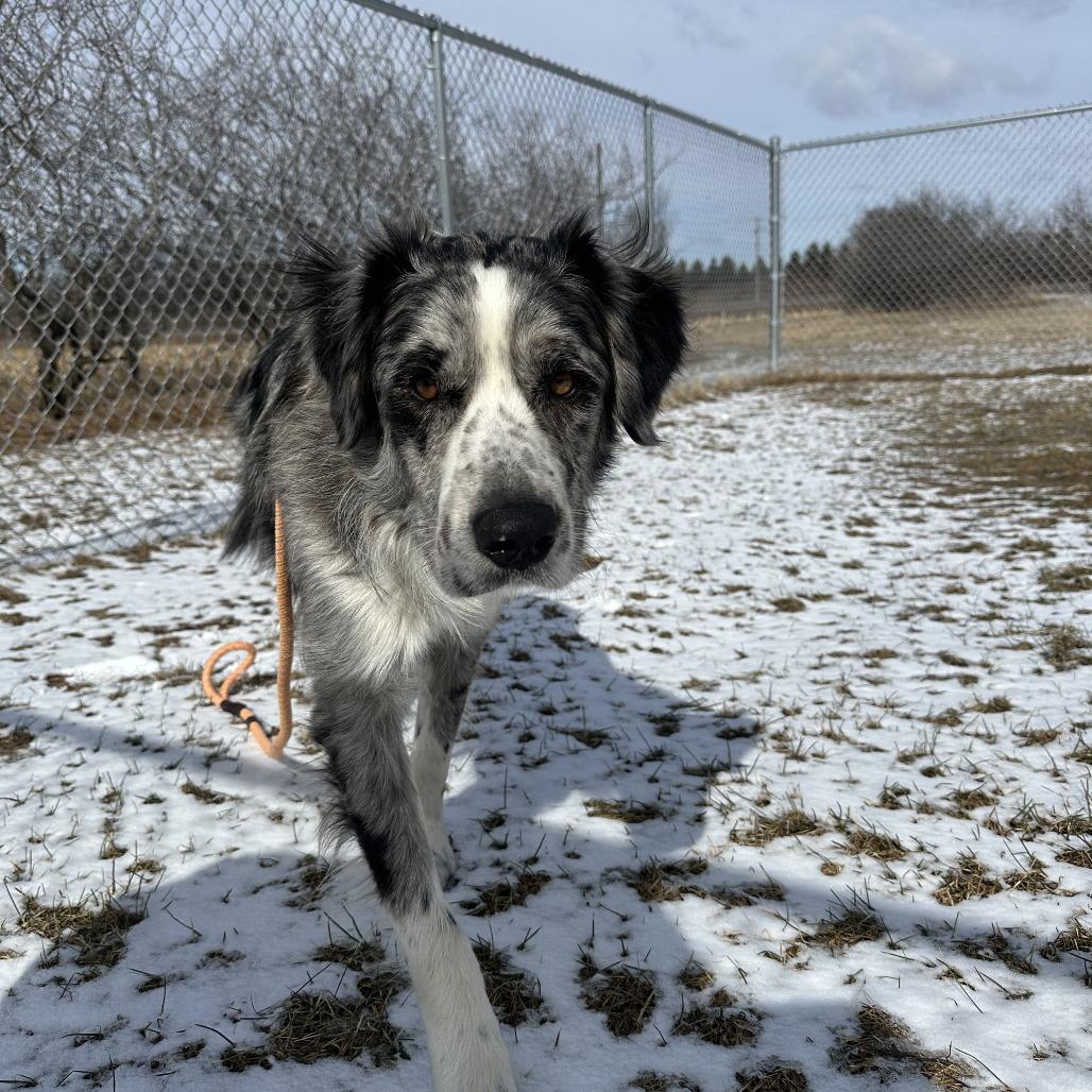 Enlarge Mellow, a Adoptable Shepherd in Chippewa Falls, WI image 1/1
