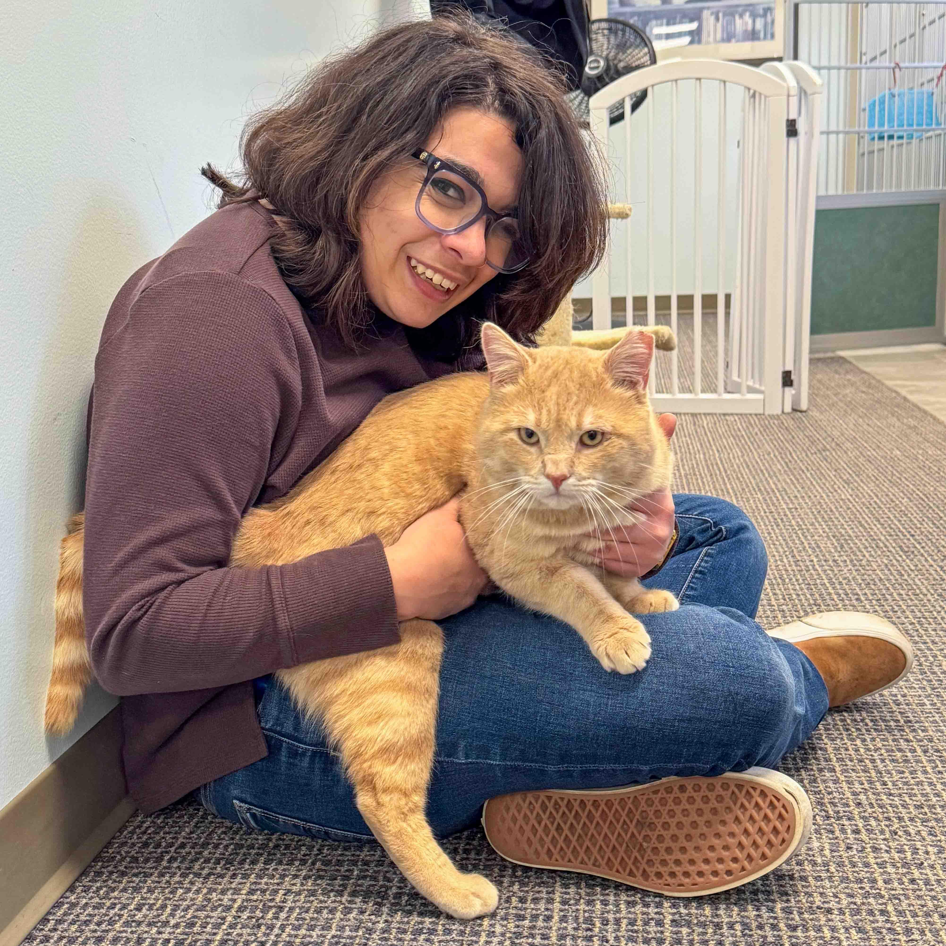 Enlarge Mickey, an adopted Domestic Short Hair in Stamford, CT image 3/5