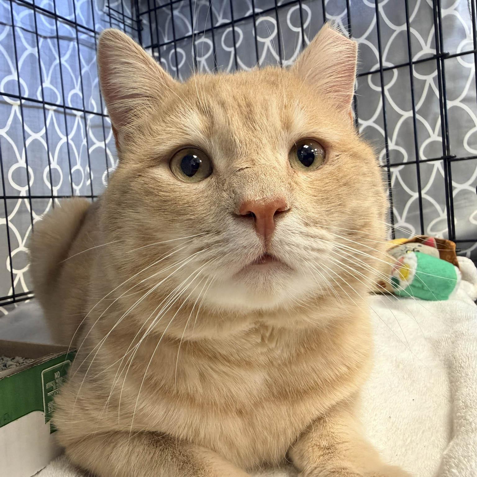 Mickey, adopted, Adult Male Domestic Short Hair.