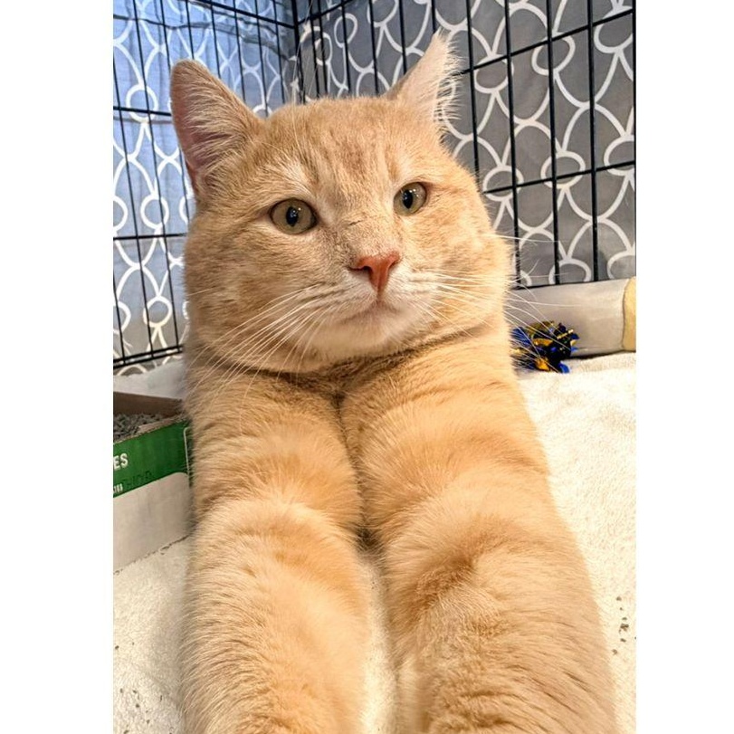 Enlarge Mickey, an adopted Domestic Short Hair in Stamford, CT image 4/5