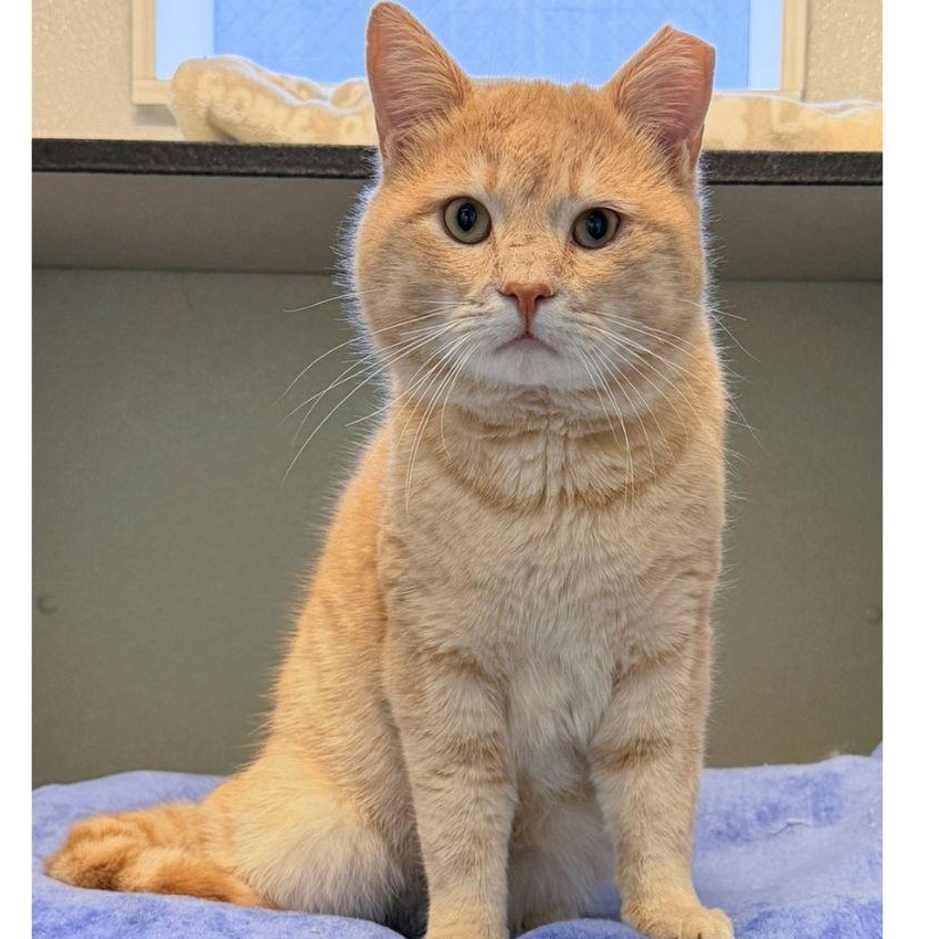 Enlarge Mickey, an adopted Domestic Short Hair in Stamford, CT image 5/5