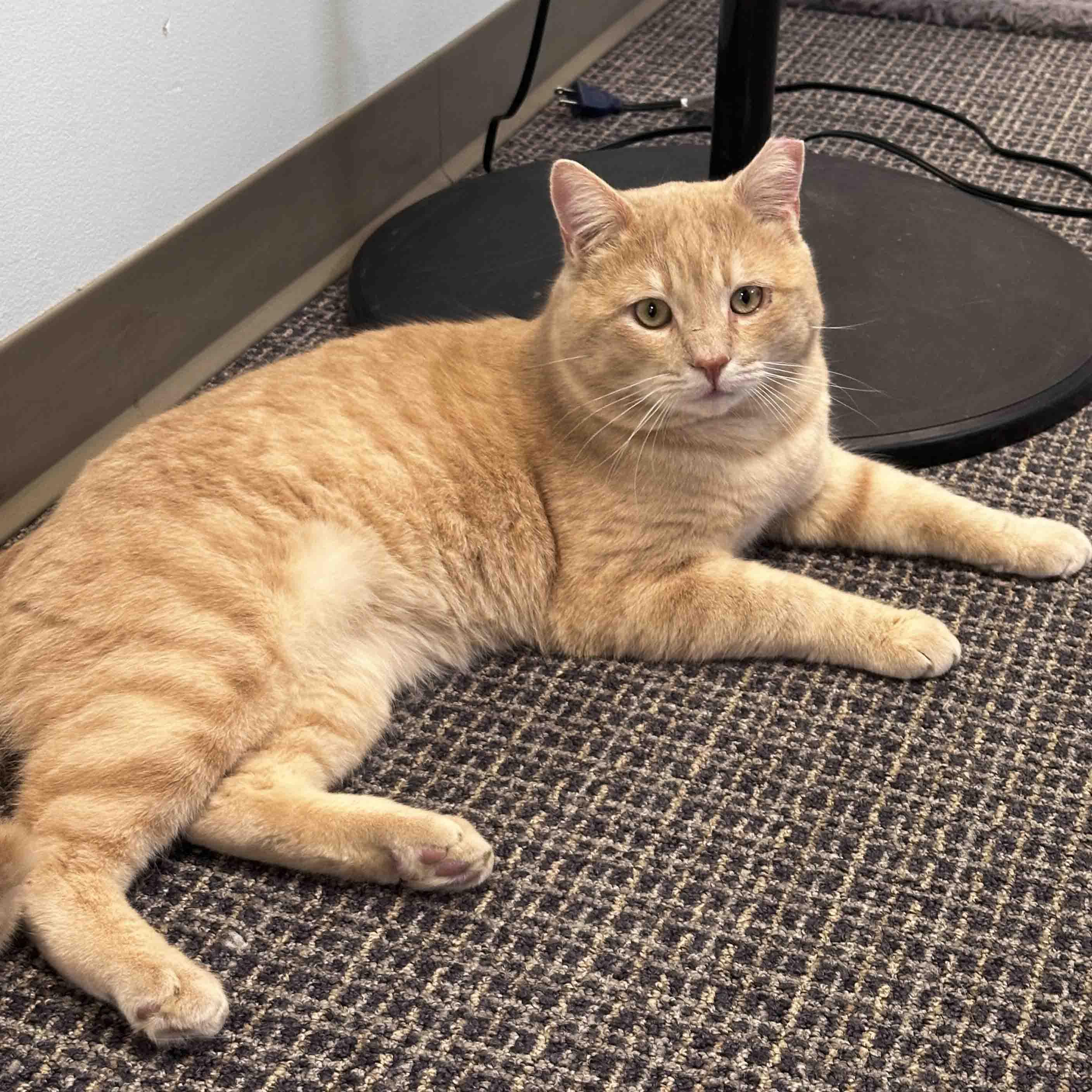 Enlarge Mickey, an adopted Domestic Short Hair in Stamford, CT image 2/5
