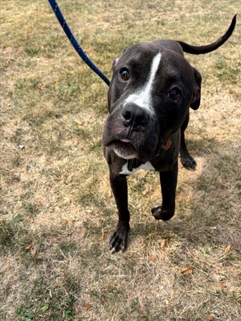 Enlarge CLARENCE, a Adoptable Pit Bull Terrier in Toledo, OH image 1/1