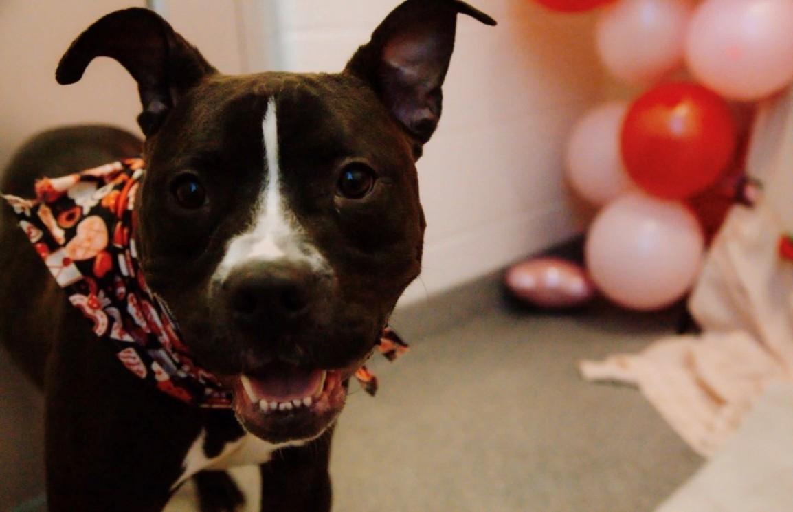 Enlarge CLARENCE, a Adoptable Pit Bull Terrier in Toledo, OH image 1/1