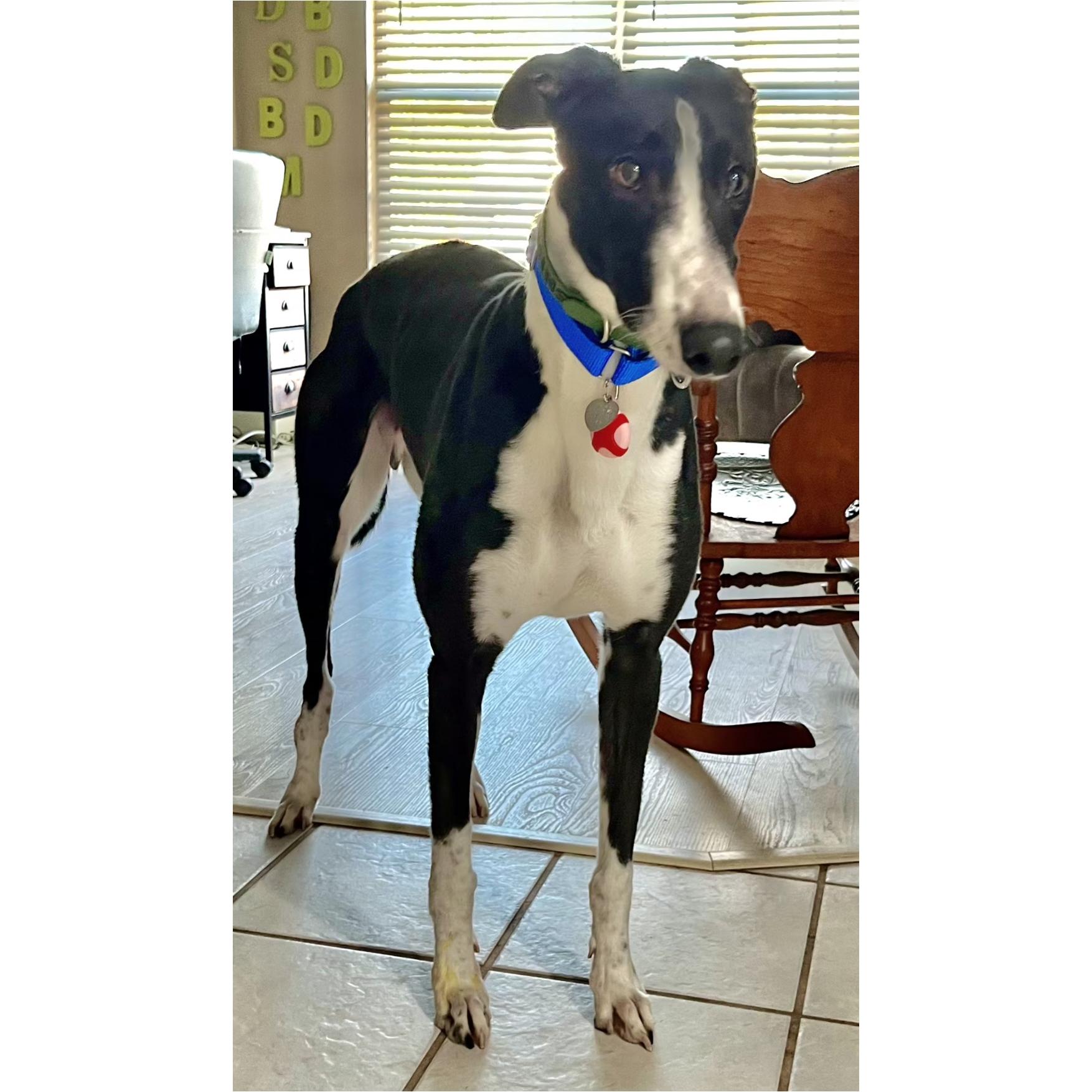 Enlarge Shipyard Thief (Shippy), a Adoptable Greyhound in Tarpon Springs, FL image 1/6