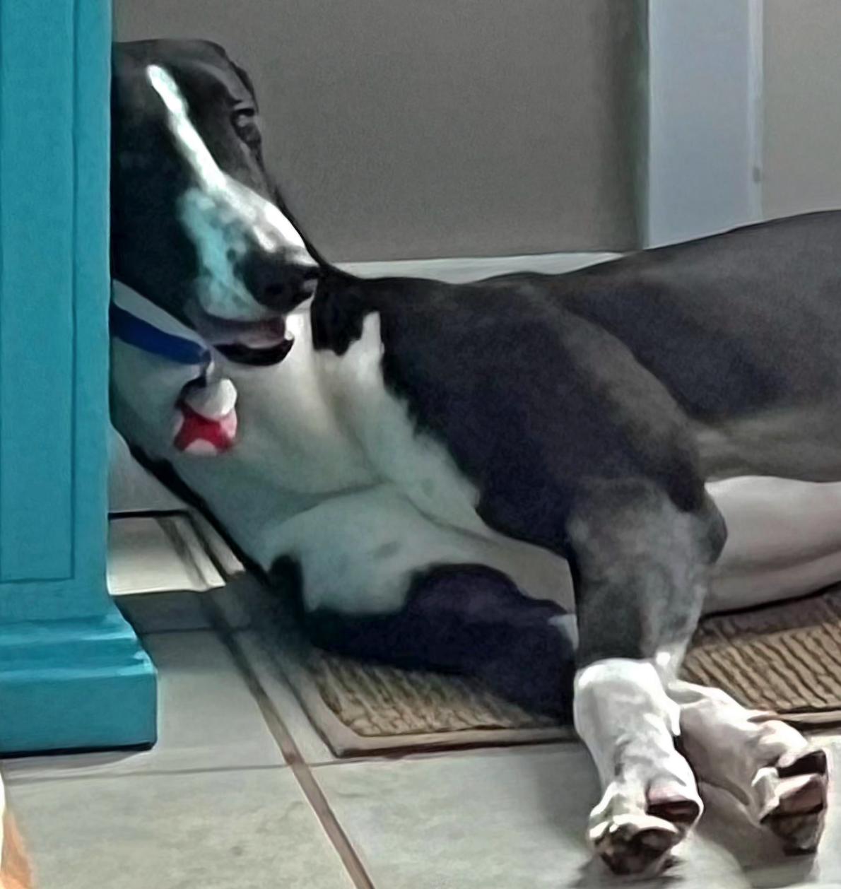 Enlarge Shipyard Thief (Shippy), a Adoptable Greyhound in Tarpon Springs, FL image 2/6