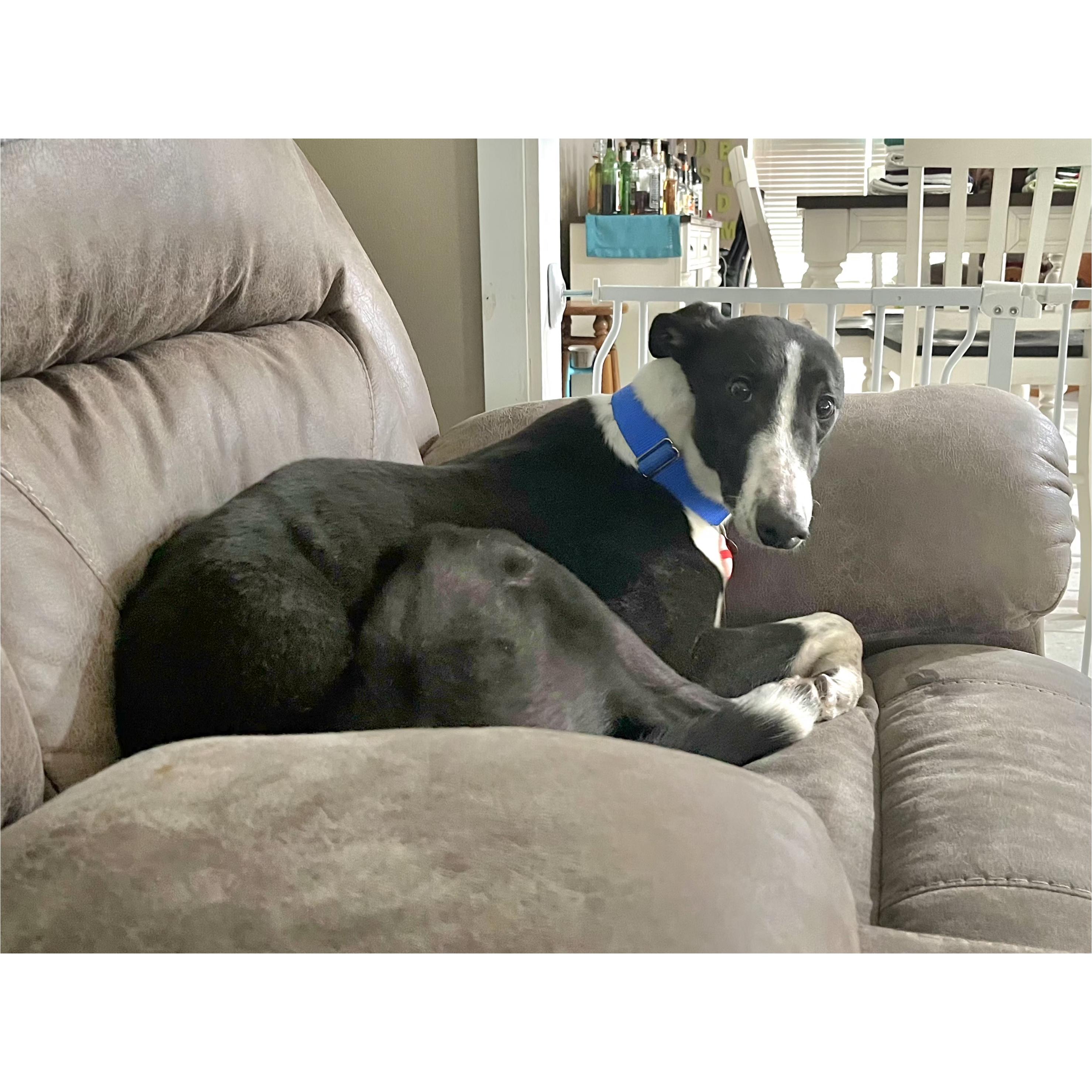Enlarge Shipyard Thief (Shippy), a Adoptable Greyhound in Tarpon Springs, FL image 3/6