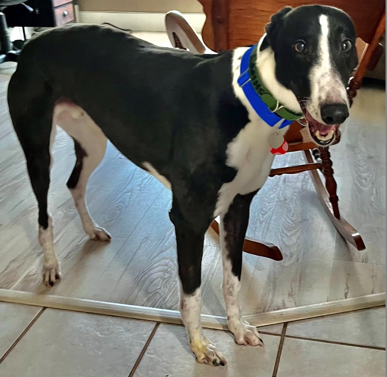 Enlarge Shipyard Thief (Shippy), a Adoptable Greyhound in Tarpon Springs, FL image 4/6