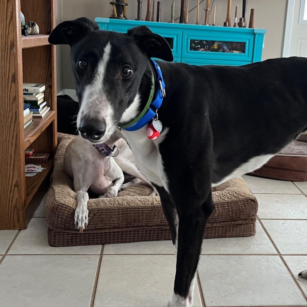 Enlarge Shipyard Thief (Shippy), a Adoptable Greyhound in Tarpon Springs, FL image 6/6