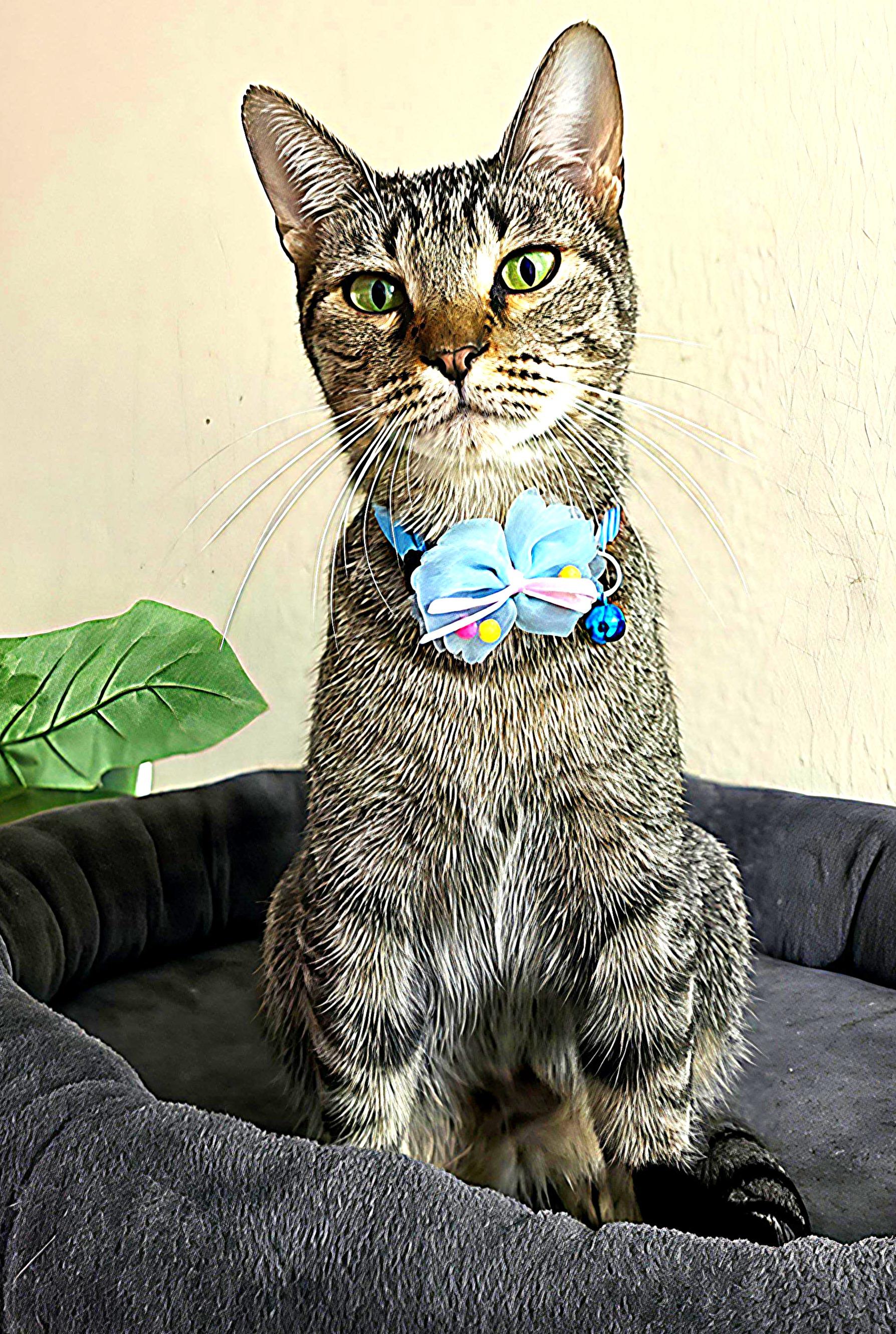 Teti — thumbnail 2