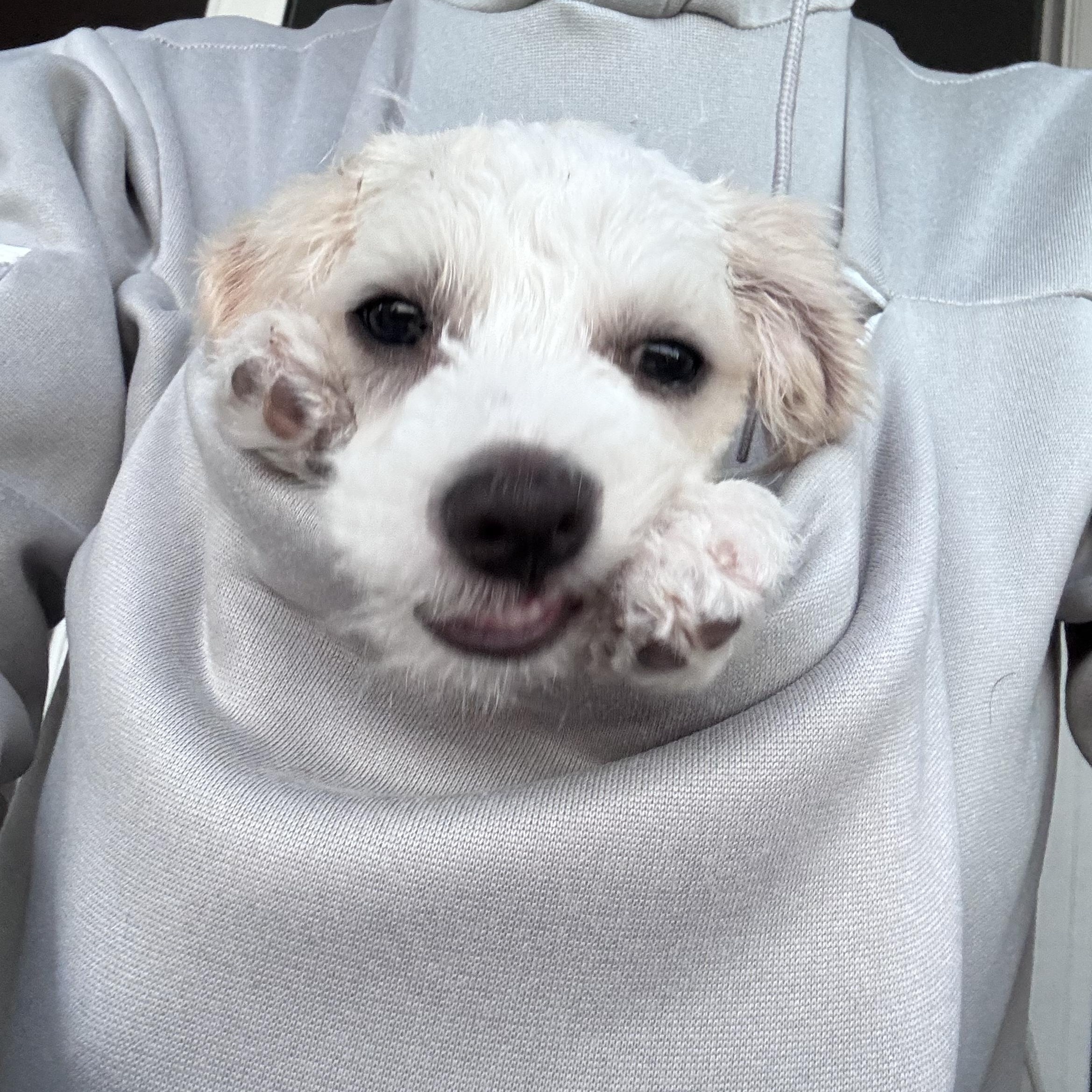 Enlarge Dash, a Adoptable mixed breed in San Diego, CA image 2/6