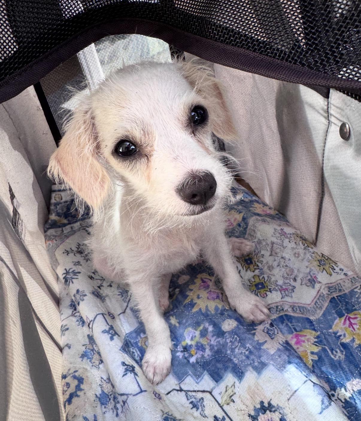 Enlarge Dash, a Adoptable mixed breed in San Diego, CA image 4/6