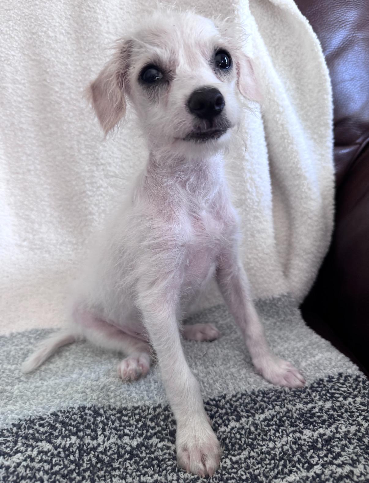 Enlarge Dash, a Adoptable mixed breed in San Diego, CA image 6/6