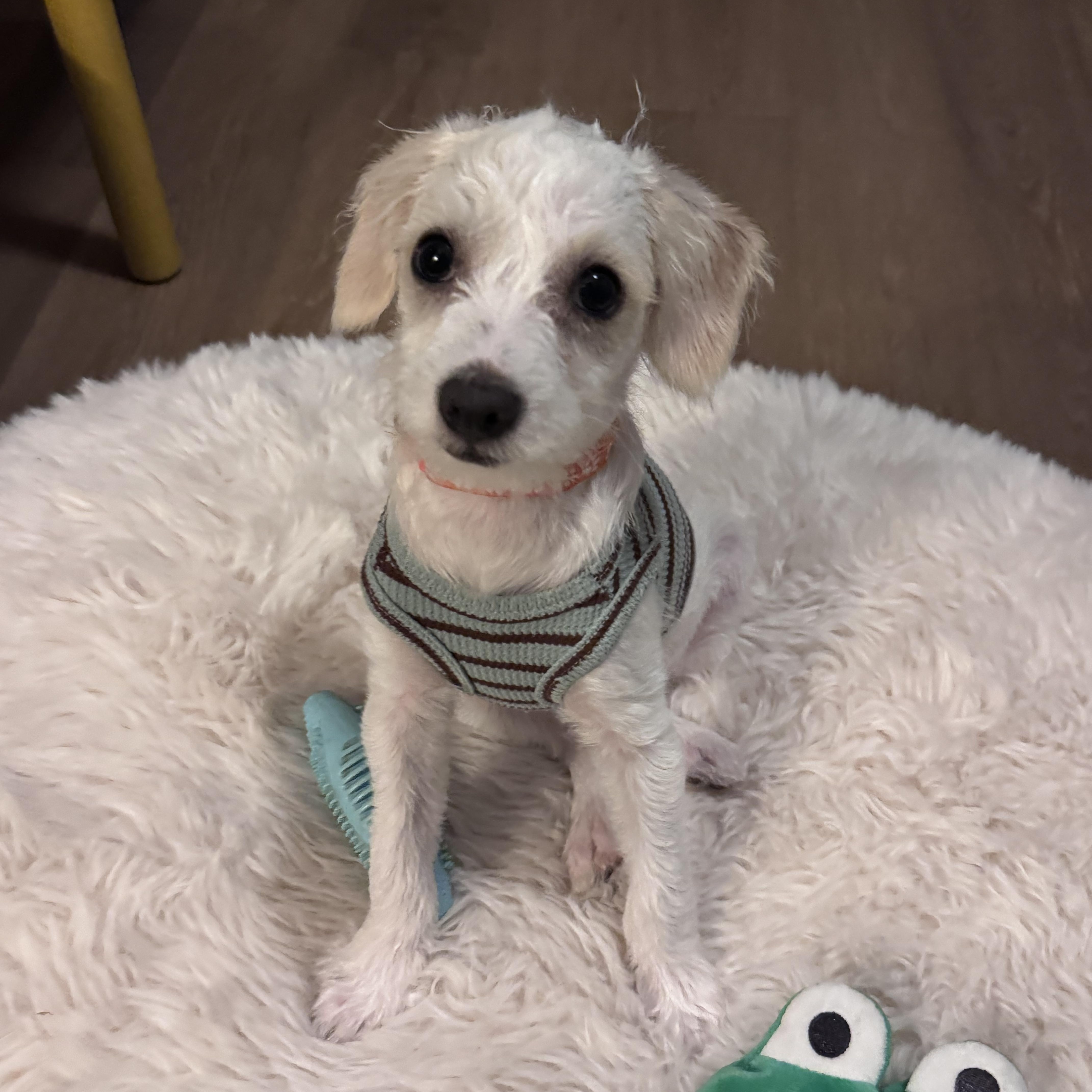 Enlarge Dash, a Adoptable mixed breed in San Diego, CA image 1/6