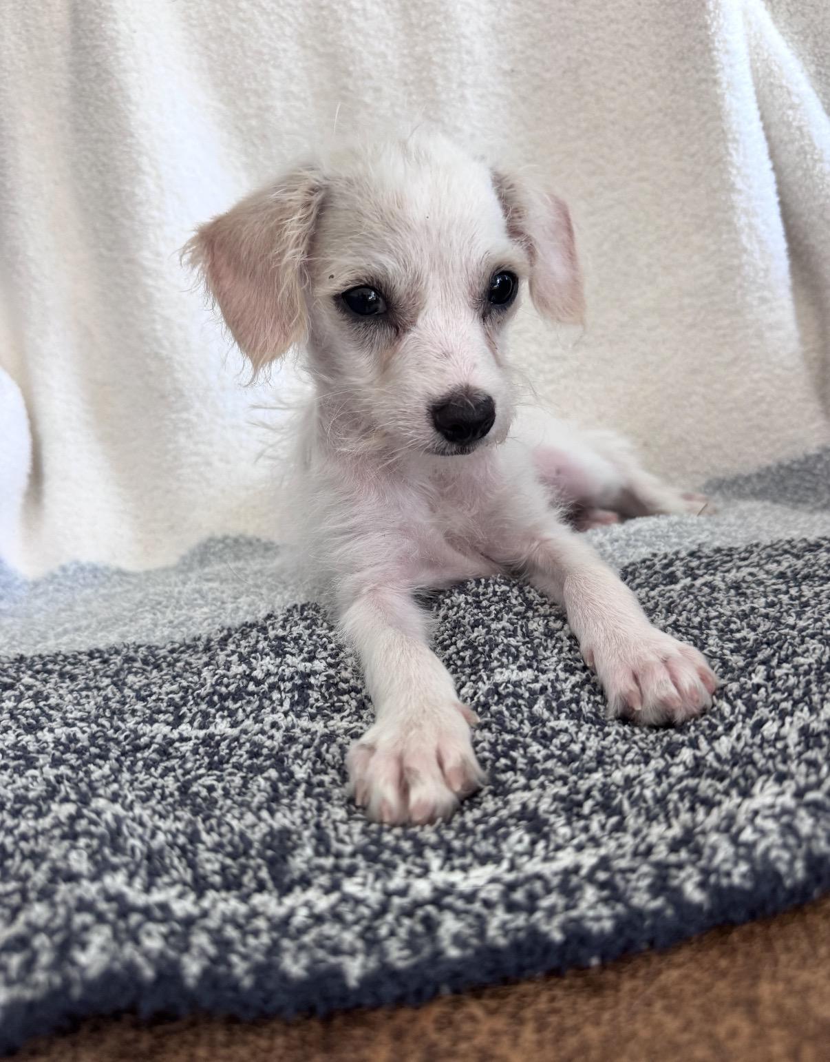 Enlarge Dash, a Adoptable mixed breed in San Diego, CA image 3/6